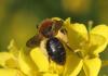 Andrena lagopus